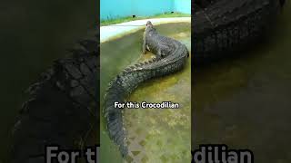 On The Hunt For A 29ft ManEating Crocodile  ManEating Super Croc [upl. by Haras]