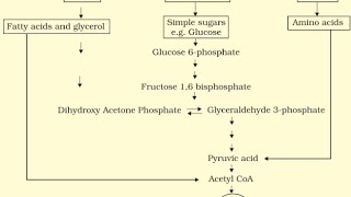 AMPHIBOLIC PATHWAY  RESPIRATION IN PLANTS CLASS XI NCERT [upl. by Reivad]