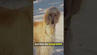 Meet the World’s Fastest Hunters Top 5 Sighthound doglover heritagebreedsanimals viralshorts [upl. by Aynot478]