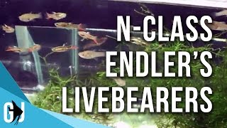 158 Endlers Livebearers from AdrianHD  Fishroom [upl. by Mairim]