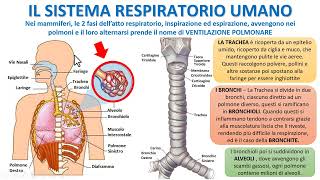 IL SISTEMA RESPIRATORIO UMANO [upl. by Reema]