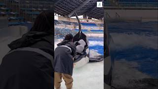 VIRAL DOLPHIN VIDEO shortshorts dolphin show play playing viralvideo shorts [upl. by Old]