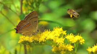 Brown Hairstreak butterfly Thecla betulae on goldenrods Solidago [upl. by Zondra771]