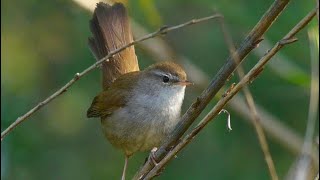 Canto di Usignolo di fiume  Song Cettis Warbler Cettia cetti [upl. by Ytisahcal]