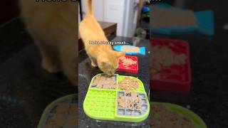 Clementine 🍊 is a relentless menace 😹 orangecat catthings lifewithcats funnycatvideos kitten [upl. by Chan682]