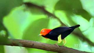 Moonwalk Manakin Bird [upl. by Repotsirhc]