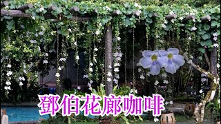 Thunbergia grandiflora  宜蘭員山鄧伯花廊咖啡  大鄧伯花柔和浪漫享受夏日悠閒時光 [upl. by Stacia]