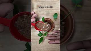 How to start a Ficus Ginseng Bonsai plants houseplants bonsai indoorplants [upl. by Eceertal]