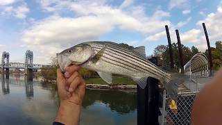 Surfing amp Fishing NYC  Schoolies amp Blackfish  East River amp Harlem River [upl. by Daugherty]