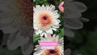 РОЗОВЫЕ ХРИЗАНТЕМЫ Двухцветные Chrysanthemums shorts [upl. by Bascomb267]