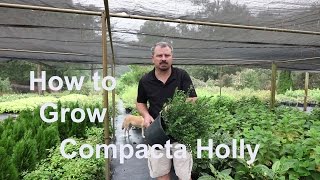 How to grow Compacta Hollies with detailed description [upl. by Im]