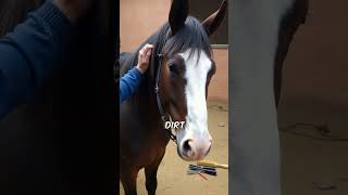 Did you know this about Horses [upl. by Adnala]