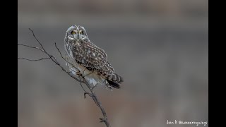 Short eared owl hunting series [upl. by Aifoz]