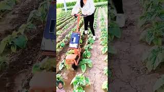 Agriculture hard work Chinese female  viralshort gardenideas shorts [upl. by Ulick]