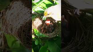 The insane of Mother bird feeding baby real life bird lifecharmingbird nestShorts  BirdNesting [upl. by Reibaj]