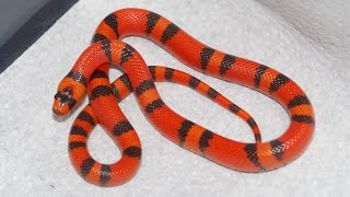 TOP 10 Colorful Non venomous Snakes [upl. by Heindrick]