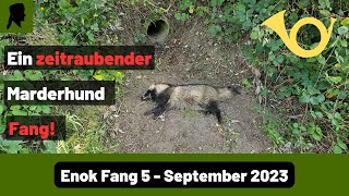 Marderhund verschiebt BetonrohreFallenmelder statt FanganzeigerJagd 2023TrapperInfo [upl. by Hermann779]