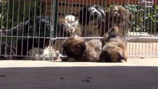 Chiots LHASSA APSO du Clos des AVN [upl. by Ardnwahsal]