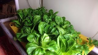 Dwc Hydroponic Lettuce Giant Caesar [upl. by Slayton19]