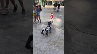 Real Dog vs Robot Dog shortsvideo [upl. by Hentrich262]