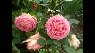 Gardens  My Eden 2014  Roses Edition [upl. by Ainirtac132]