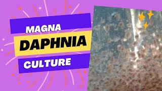 Daphnia magna culture [upl. by Doralyn]