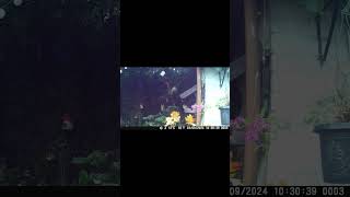 New Angle Sparrows Again birds asmr sparrow sparrowconservation sparrowlife nature animals [upl. by Corry831]