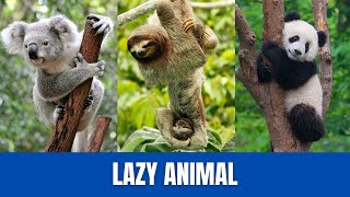 Lazy Animal World Meet the Sleepyheads [upl. by Faustus]