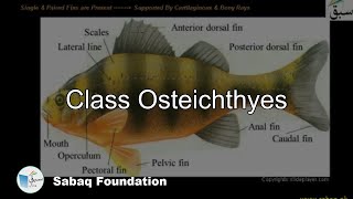 Class Osteichthyes Biology Lecture  Sabaqpk [upl. by Azerila]