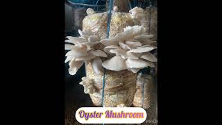 Oyster Mushroom [upl. by Gee140]