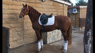 CHESTNUT PREAndalusian stallion 2021first rides off the lungeson of JECOMIAS CENJanuary 2024 [upl. by Enirhtak995]