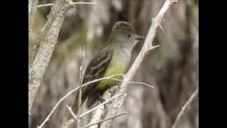 Great Crested Flycatcher Calling  Bird Sounds [upl. by Aseral935]