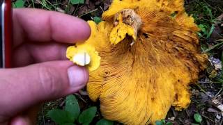 Chanterelle Look Alikes  Toxic Jack O Lantern Mushroom Identification [upl. by Ogawa428]