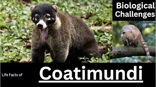 Coatimundi [upl. by Hausmann]