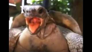 🐢🐢Turtle Moans Sound Effect  Sonido de Gemido de Tortuga 2020🤭🤭 [upl. by Nij700]