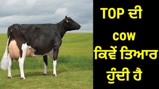 BEST COW ready karn vaste ki cheez bhut important hai [upl. by Ateloiv]