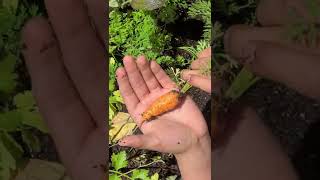 Zone 9b Baby carrot harvest Scarlet Nantes Carrots [upl. by Rouvin570]