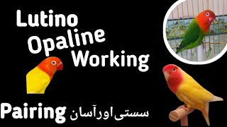 How to produce Lutino Opaline lovebird  Complete information love4birds [upl. by Alton397]