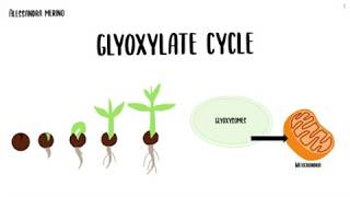 Glyoxylate cycle [upl. by Isobel78]