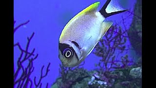 トサヤッコ Japanese swallow Halfbanded angelfish Genicanthus semifasciatus [upl. by Midan]