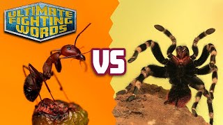 ANTS vs SPIDERS  Who is Stronger  ULTIMATE FIGHTING WORDS [upl. by Caiaphas]