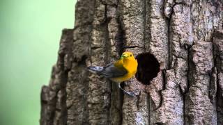 Prothonotary Warbler Nest [upl. by Atiuqaj793]