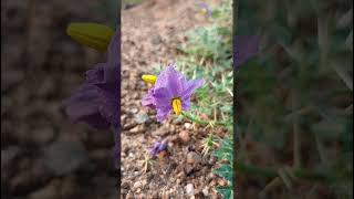 Solanum virginianum Solanaceae family nature trending garden forest gardeningforestsflower [upl. by Annahvas]