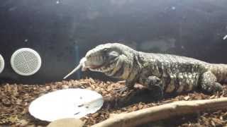 Argentinian BampW Tegu eating a rat [upl. by Ellebyam]