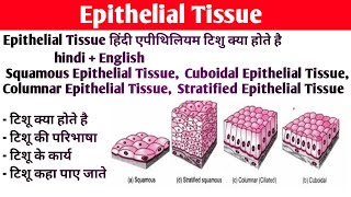 Epithelium tissue Anatomy and physiology  Type of epithelium tissue  Structure  Functions [upl. by Starobin]