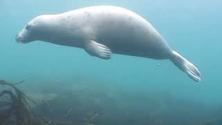 Farne Island  fun scuba diving with the seals [upl. by Niltag]