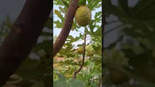 Long dAout fig grafted onto ficus racemosa [upl. by Adiuqal]