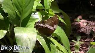 Siproeta epaphus trayja  Rustytipped Page Victorinini Black Butterfly [upl. by Joaquin176]