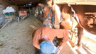 OUR SUFFOLK PUNCH STALLIONS FIRST TIME BEING SHOD  Draft Horse Training 462 [upl. by Aerehs]