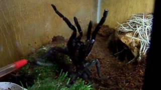 Haplopelma longipes Asian Birdeater Vietnamese Tiger Rump [upl. by Cully123]